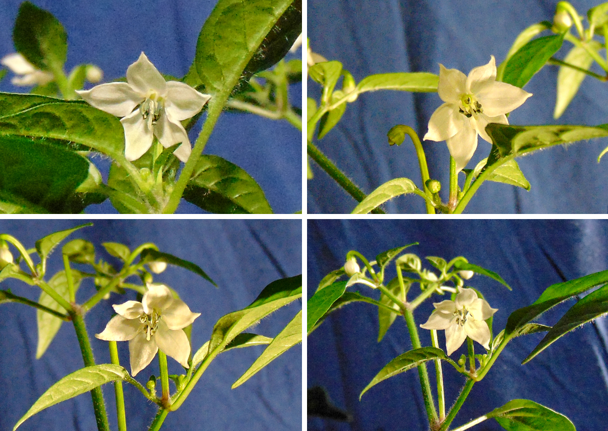 030422_BEB_flowers-quadro.jpg