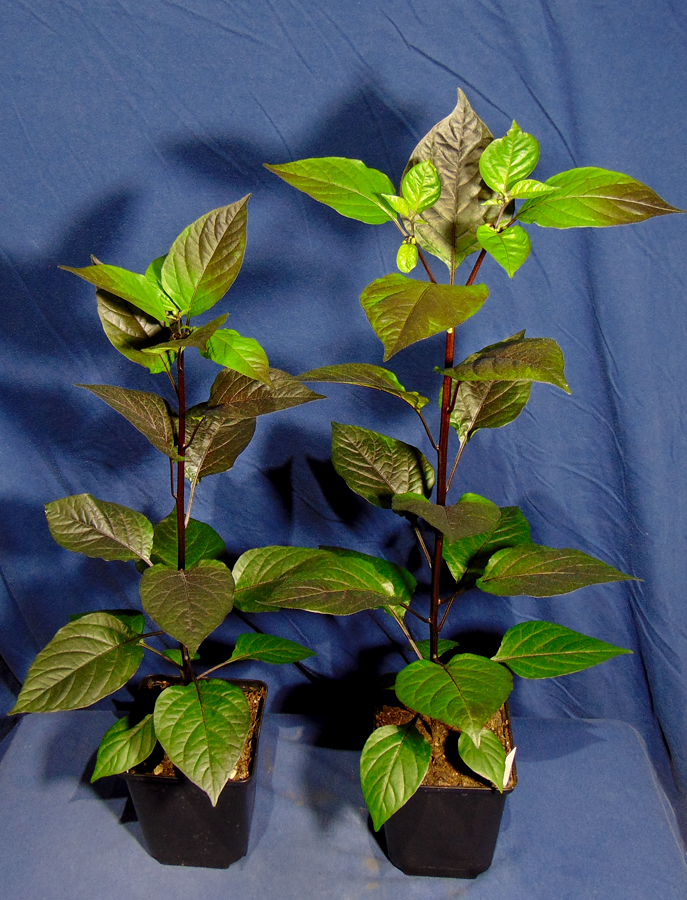 030422_PdN-IuII.jpg