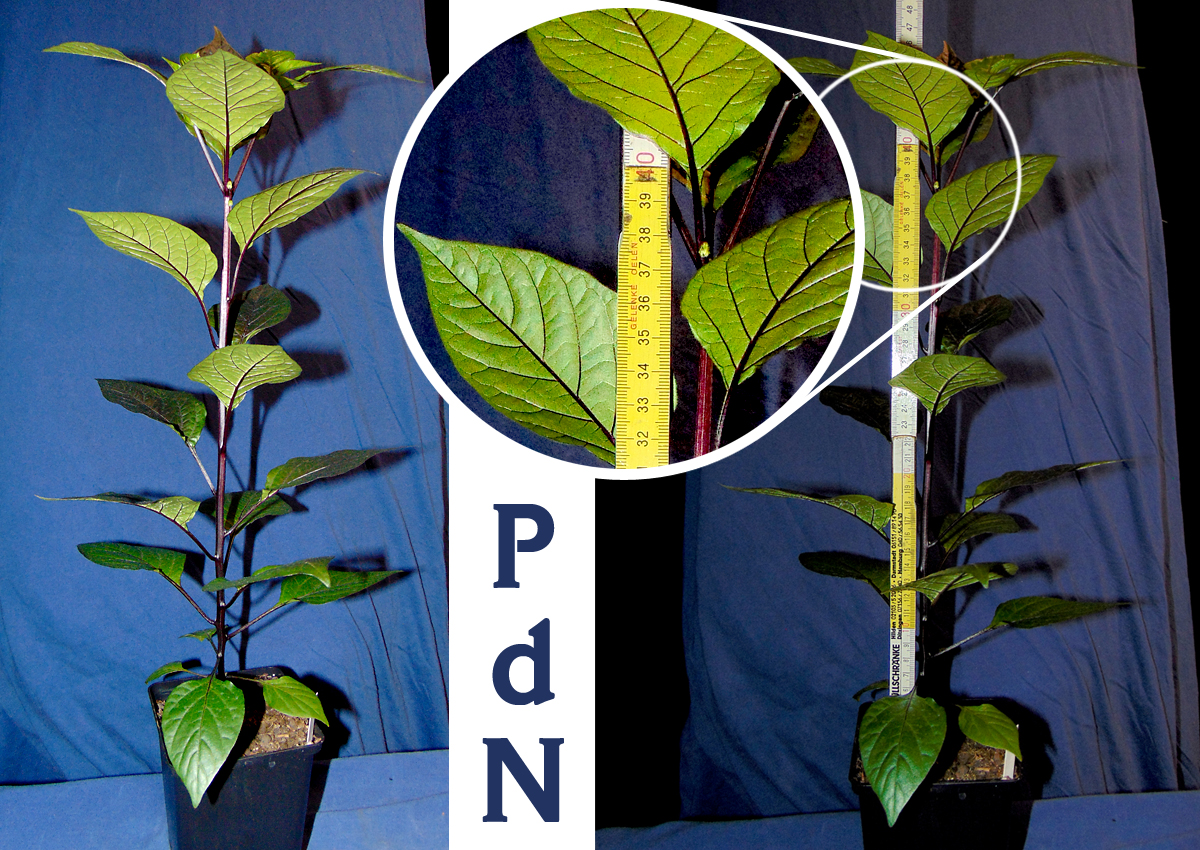 030422_PdN_I_height.jpg