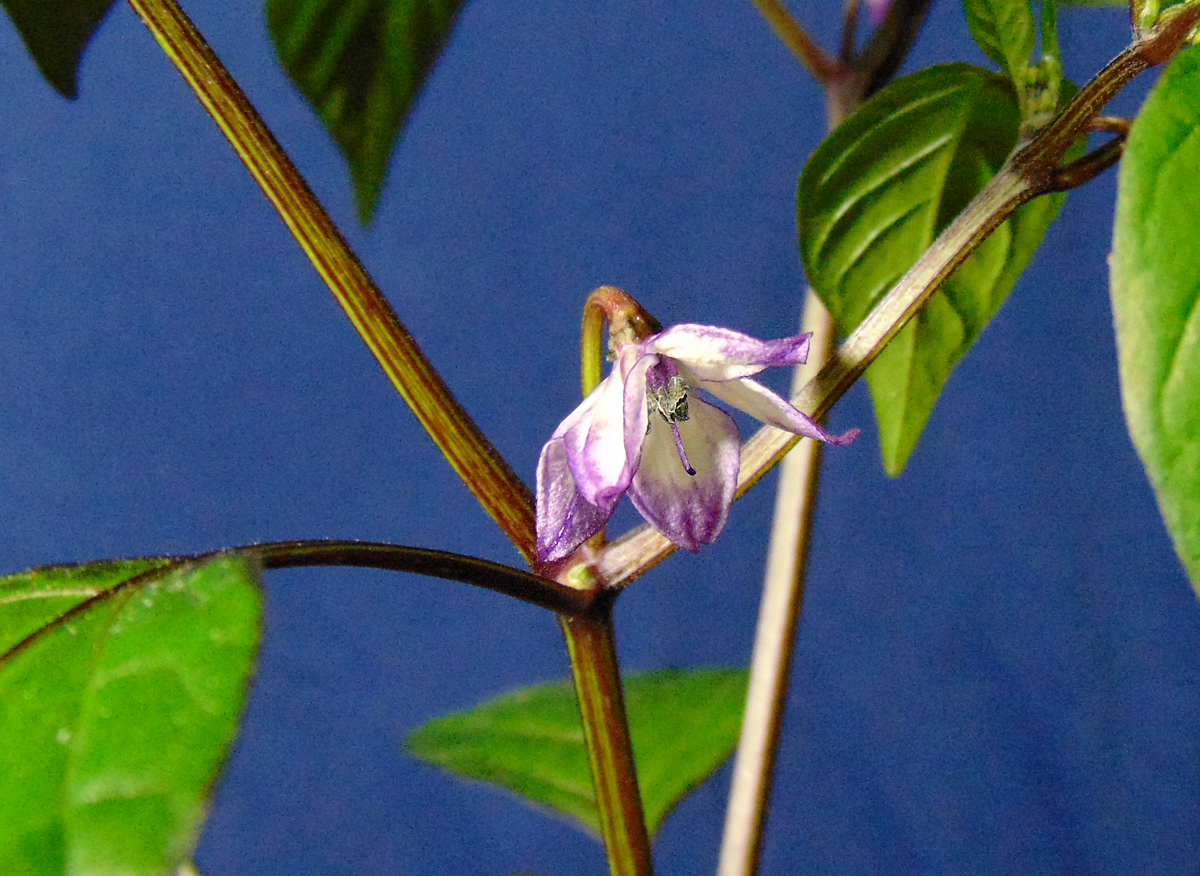030422_Trifetti-flower.jpg