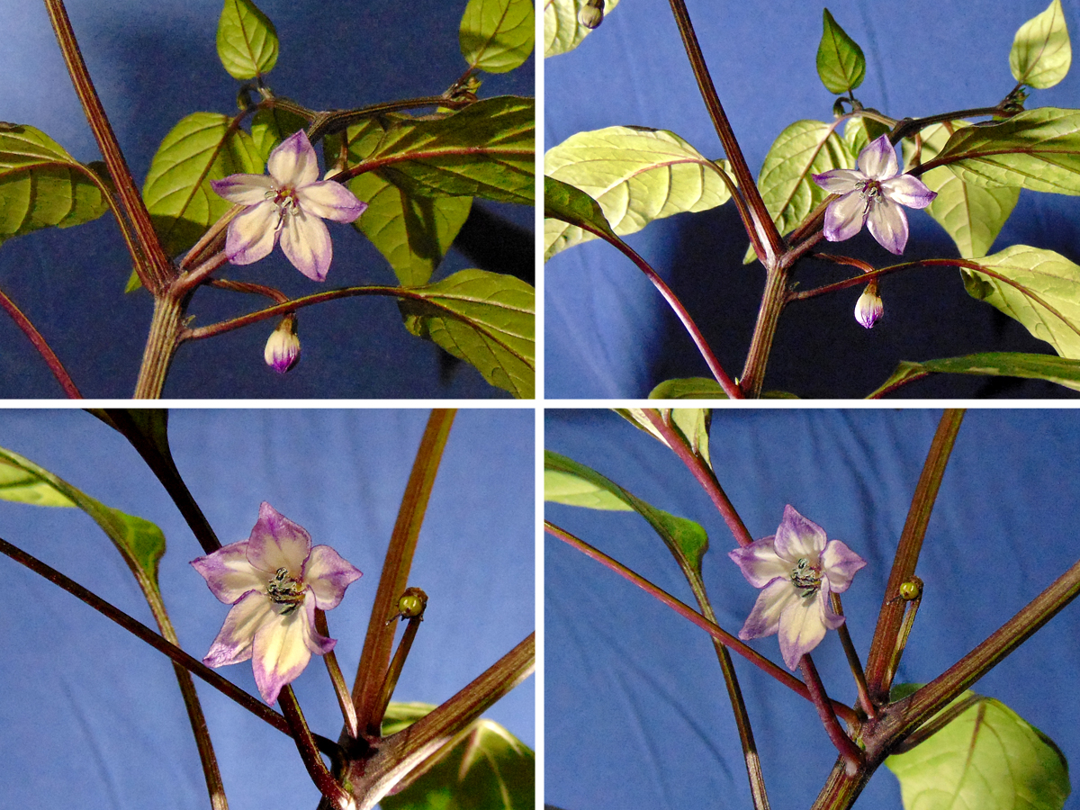 030422_Trifetti-flower-quadro.jpg