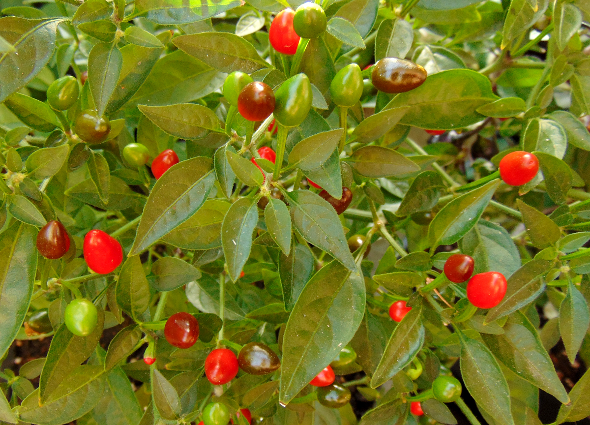 03082022_BEB-red_berries.jpg