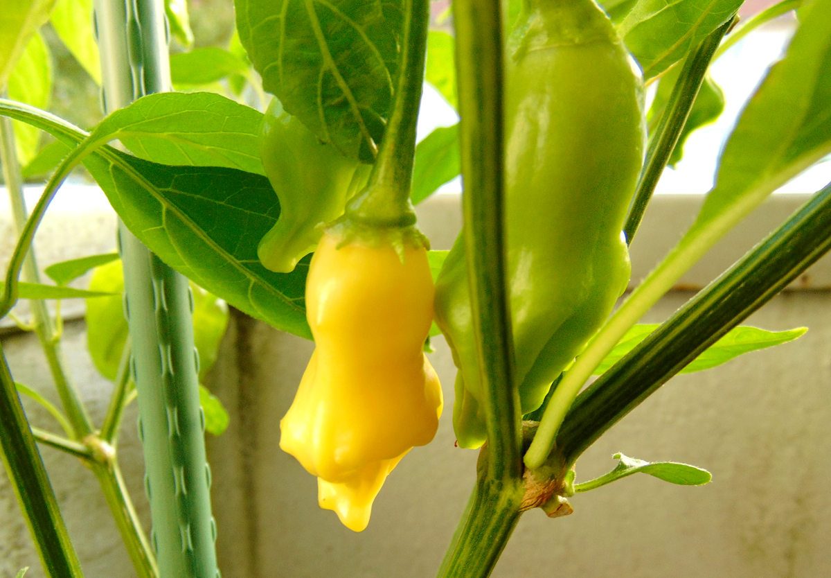 03082022_DL_I-first_fruit-1.jpg