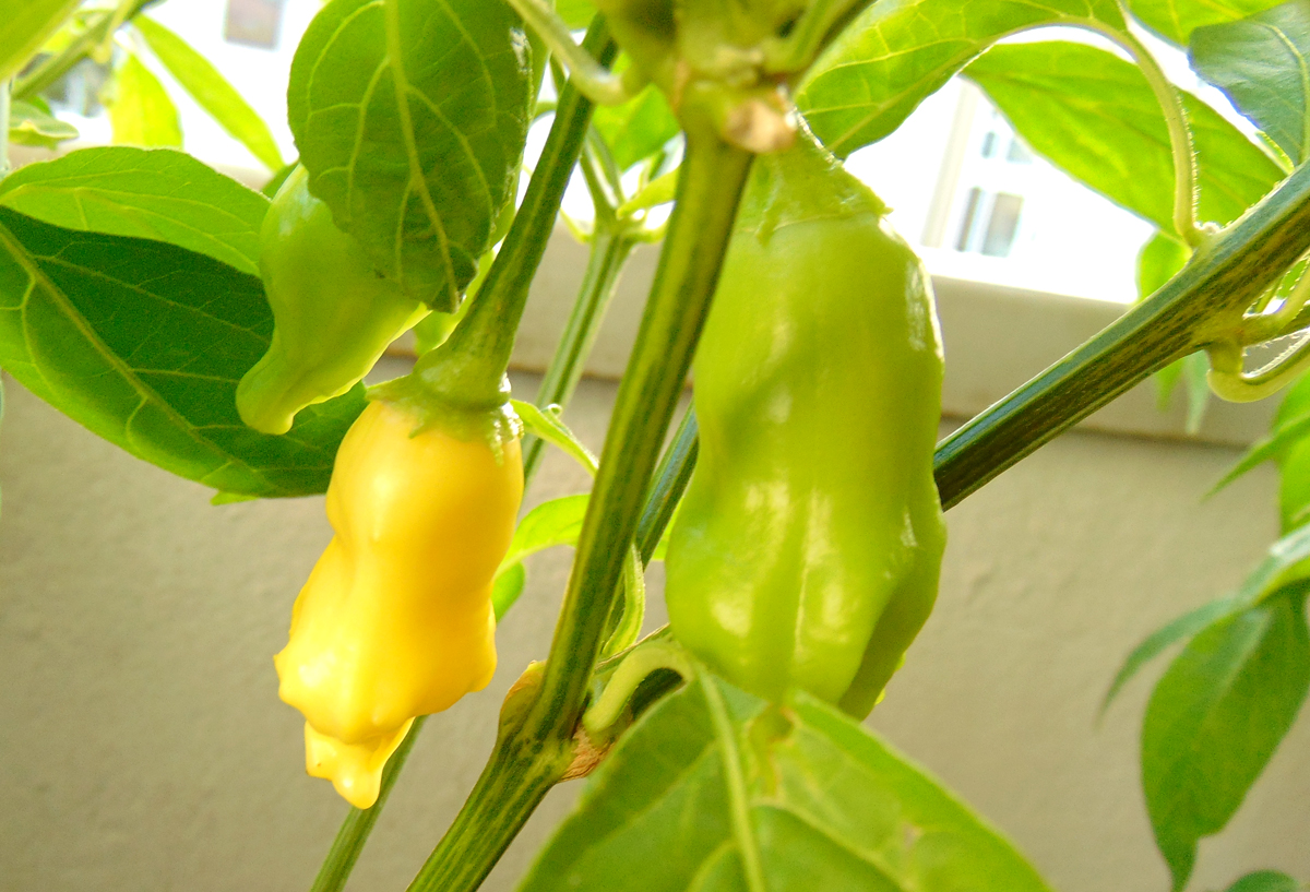 03082022_DL_I-first_fruit-2.jpg