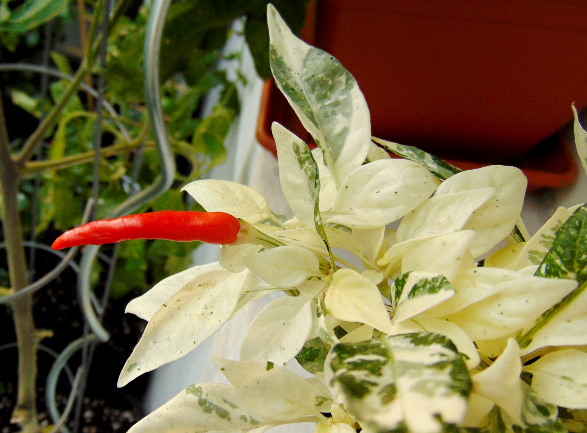 03082022_SHU_var-fruit-1.jpg