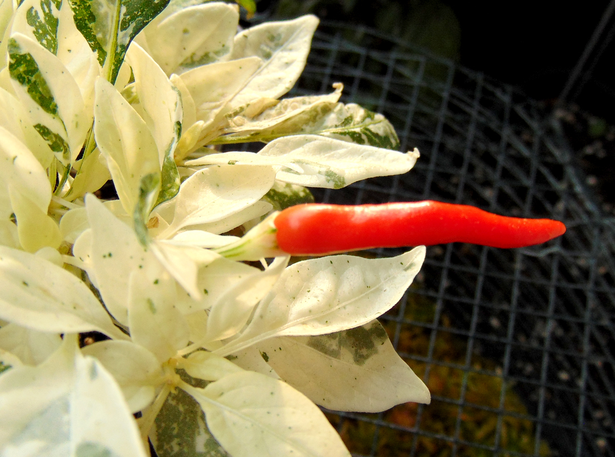 03082022_SHU_var-fruit-2.jpg