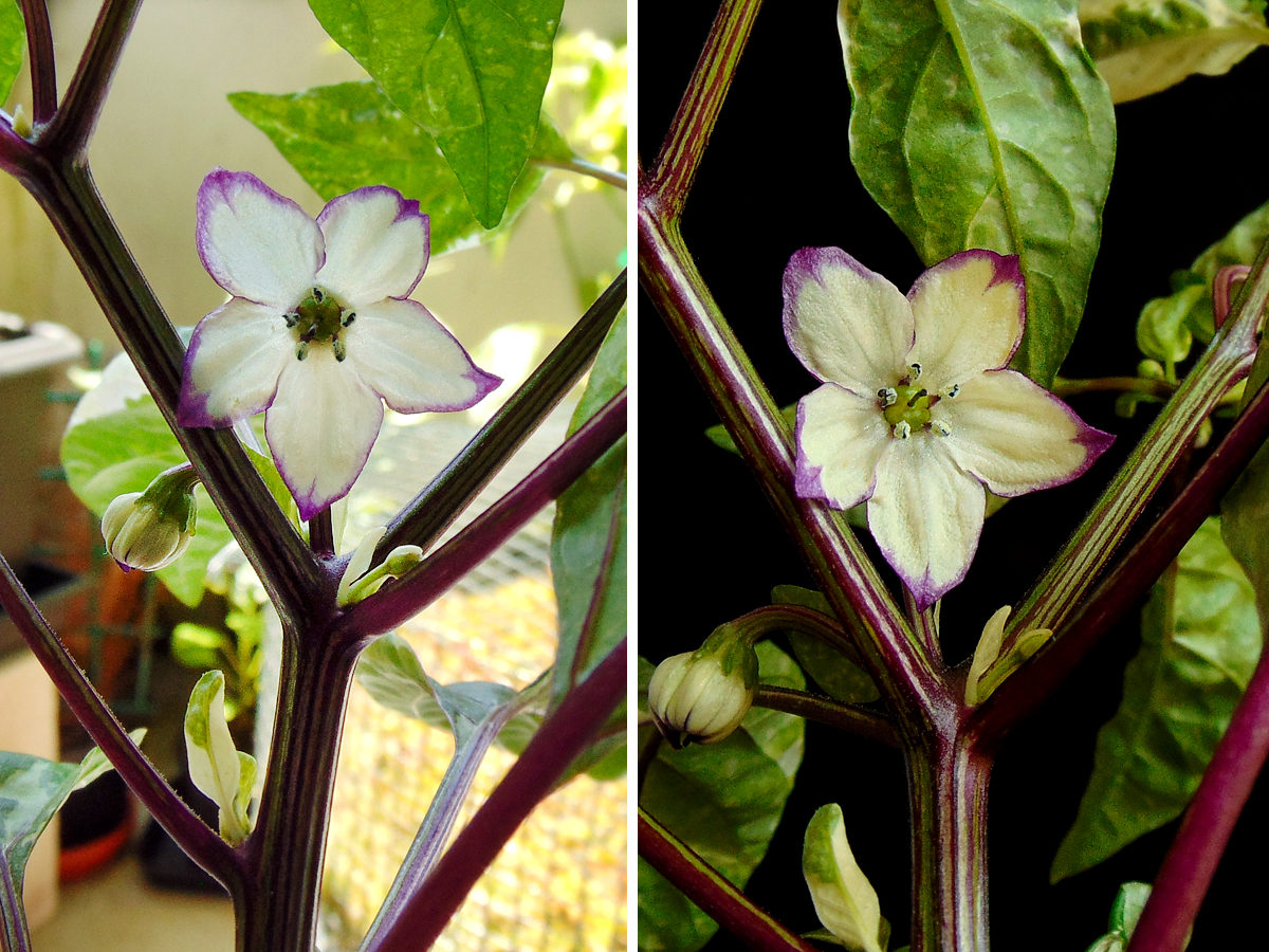04062023-01_SV-flower_Double.jpg