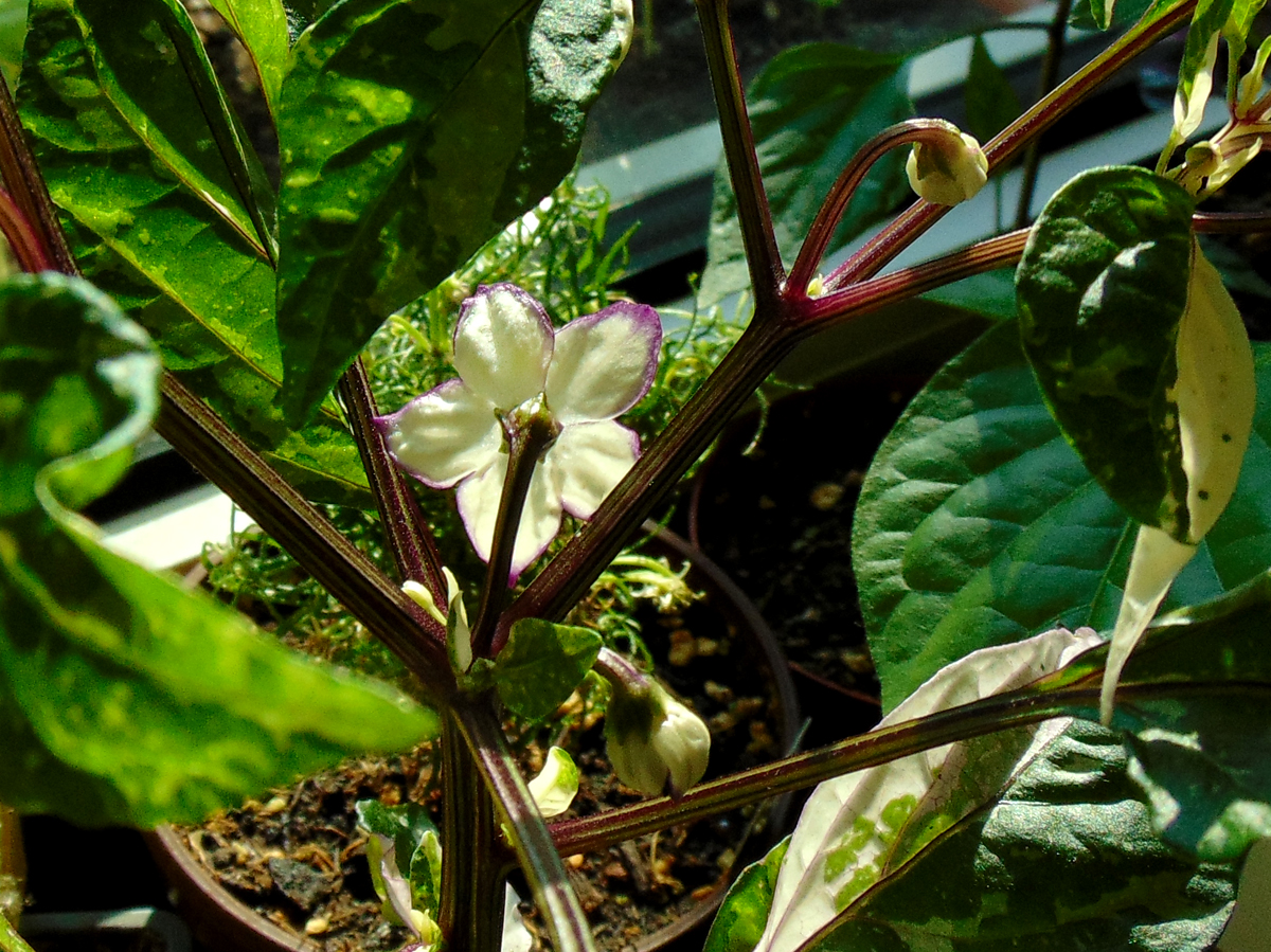 04062023-02_ScV-flower_back.jpg