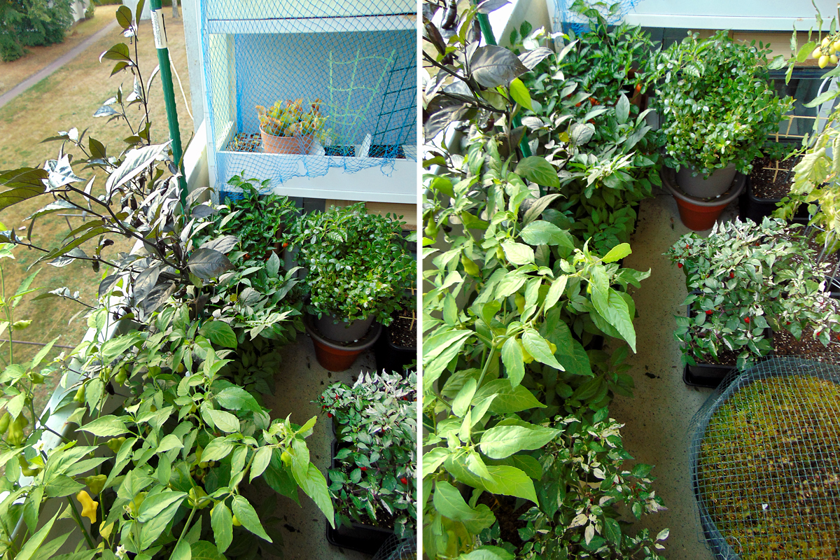 04092022_Balcony-Chilis-1.jpg