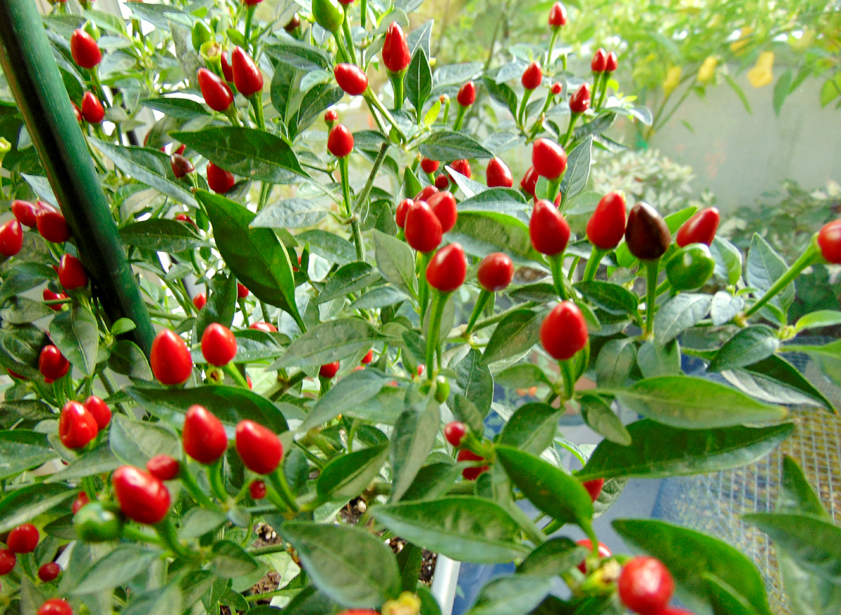 04092022_BEB-fruits-close.jpg