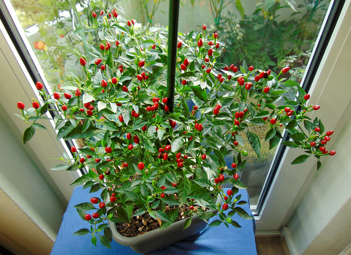 04092022_BEB-fruits.jpg