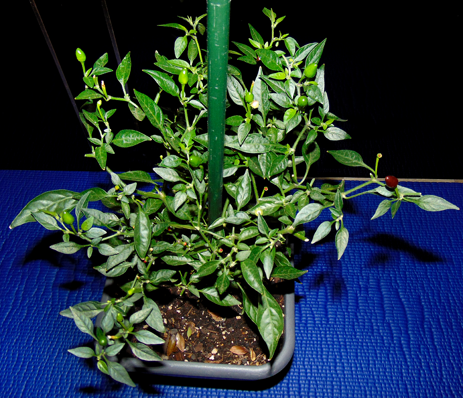 04092022_BEB-pruned_back.jpg