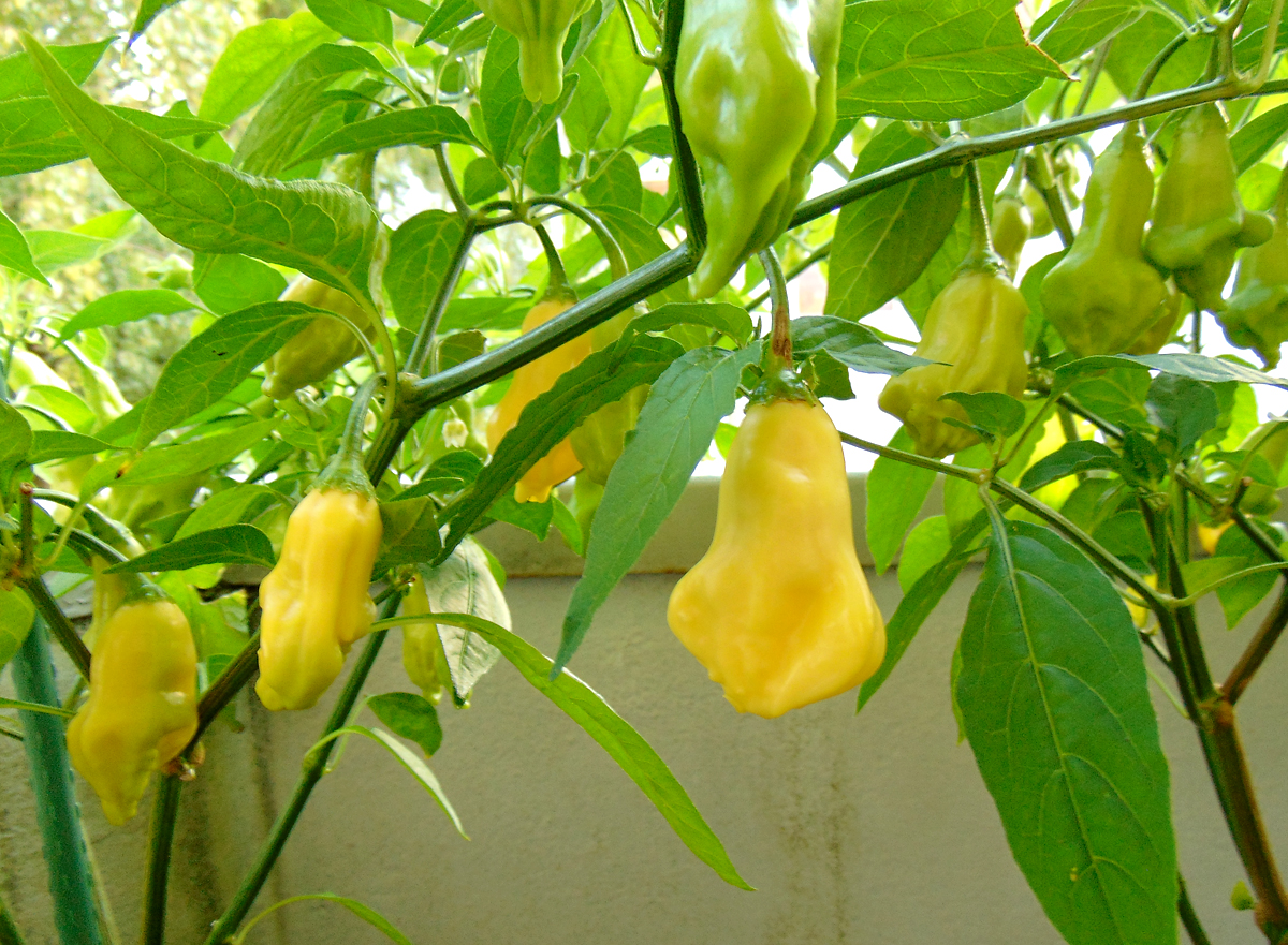 04092022_Dulce_Luna-fruit.jpg