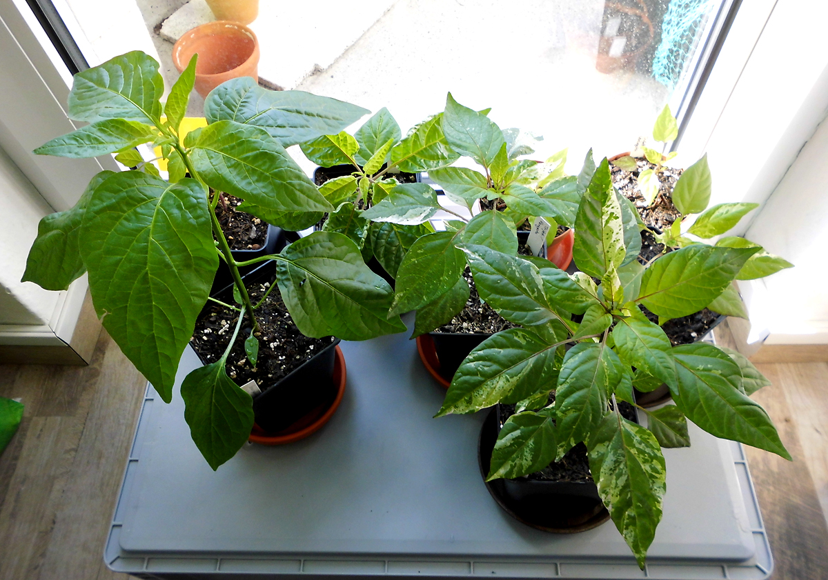 060322_Balkontuerchilis.jpg