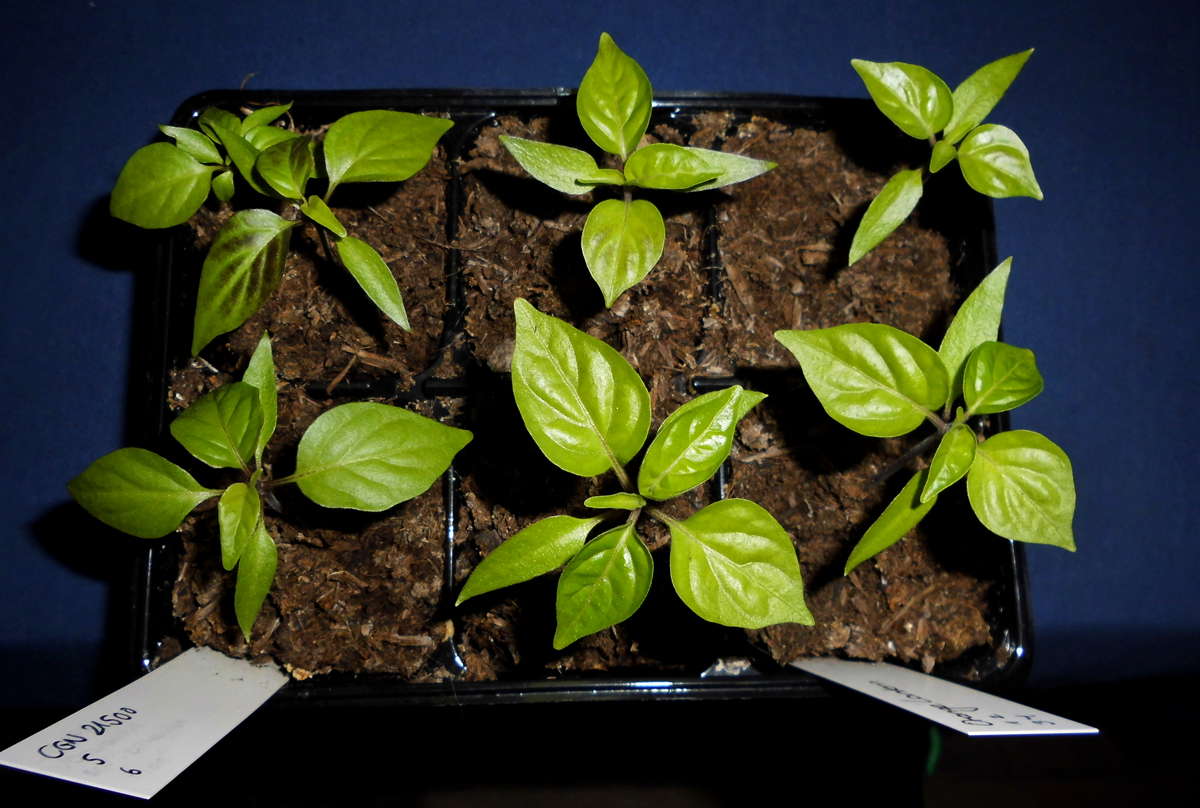 060322_Fensterbankchilis-1-uebersicht.jpg