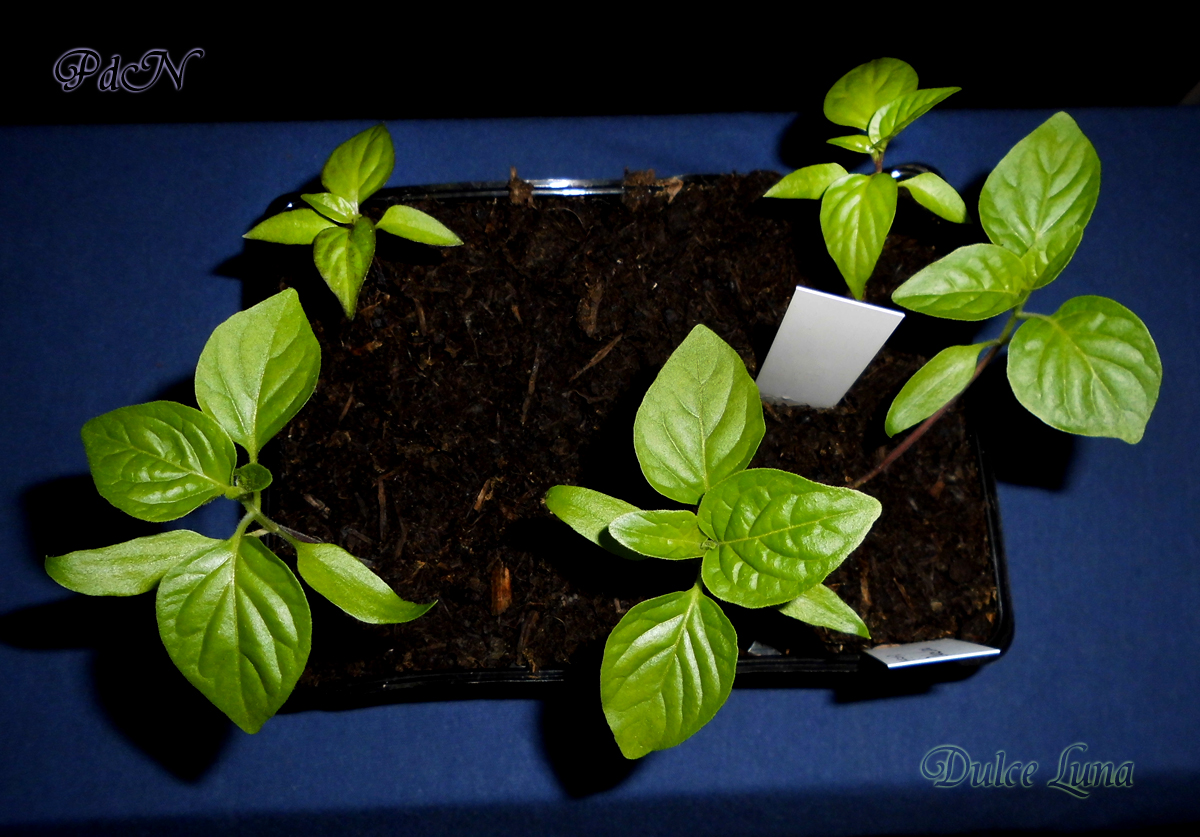 060322_Fensterbankchilis-2.jpg