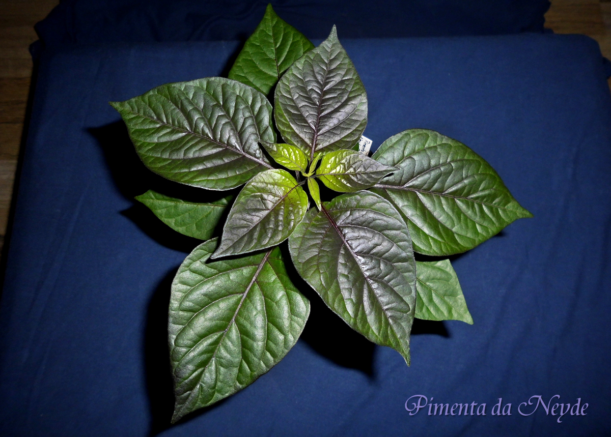 060322_PdN-1_B.jpg