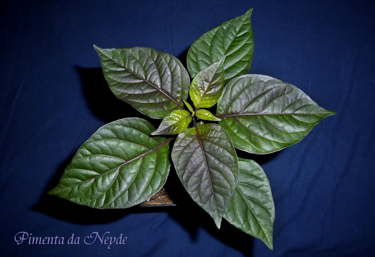 060322_PdN-2_A.jpg
