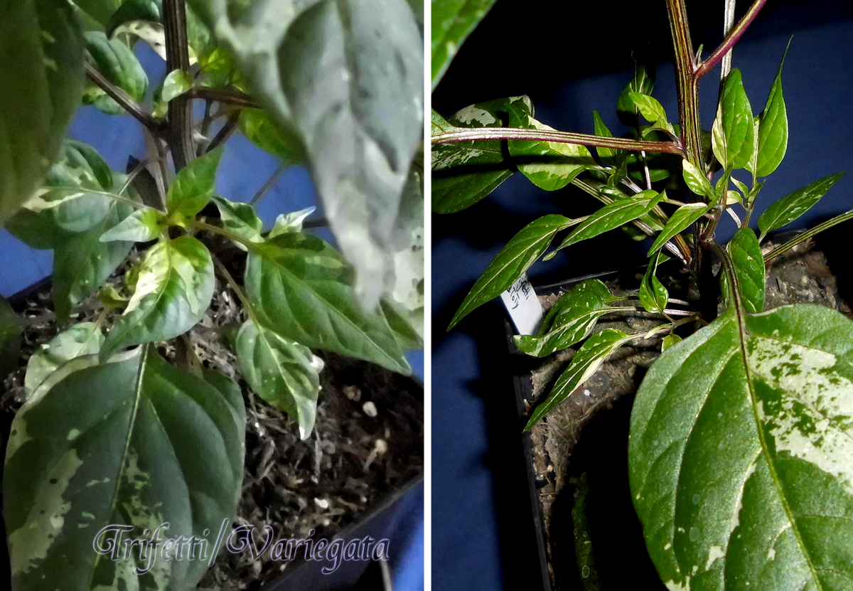 060322_Trifetti-1_sideshoots.jpg