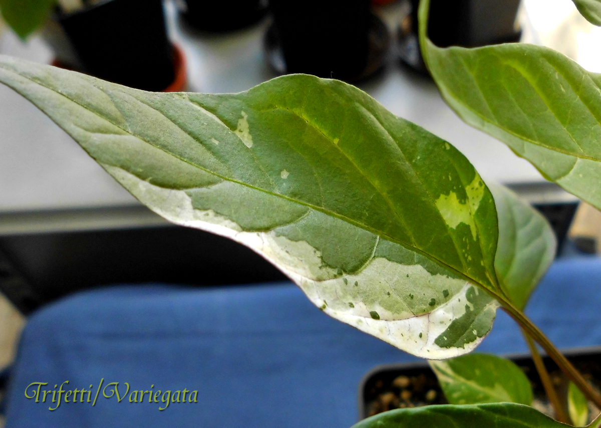 060322_Trifetti-2_leaf-macro2.jpg