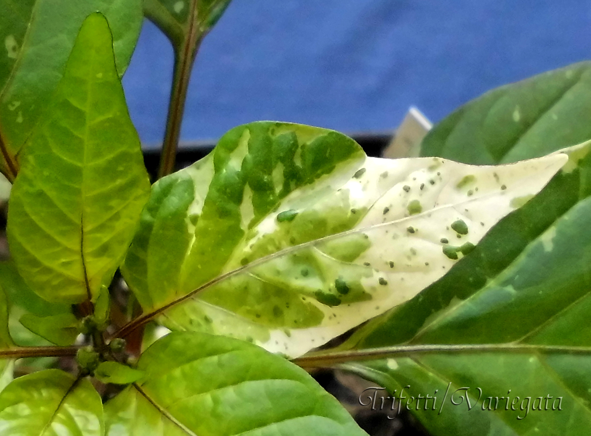 060322_Trifetti_2-leaf-macro.jpg