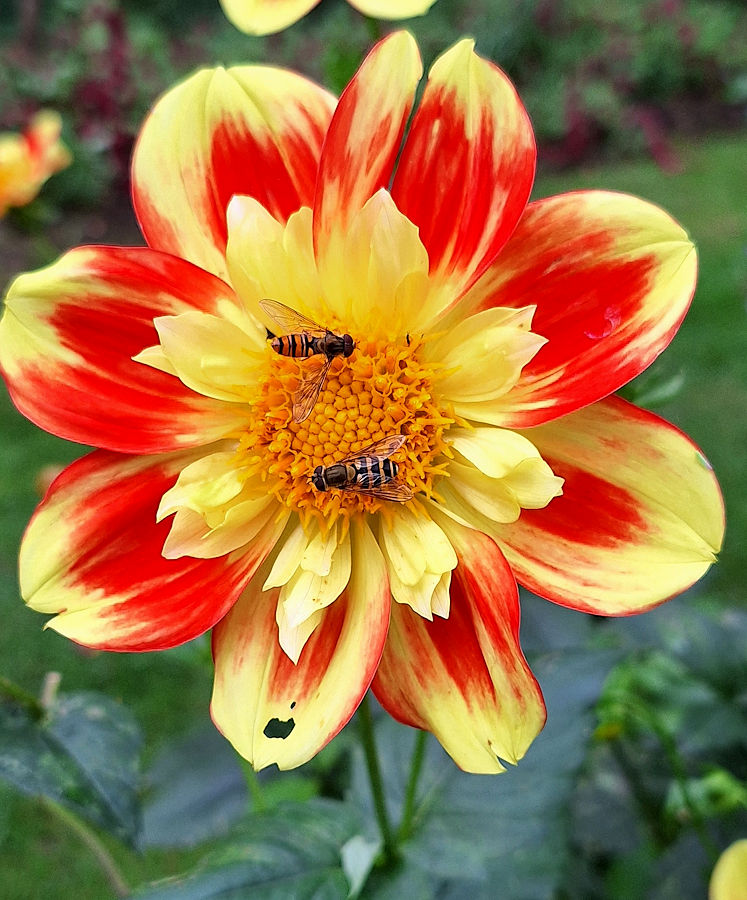 062B_Arboretum-NK_zwei_Schwebfliegen.jpg