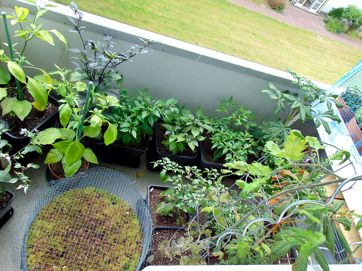 06_2022-balcony-central.jpg