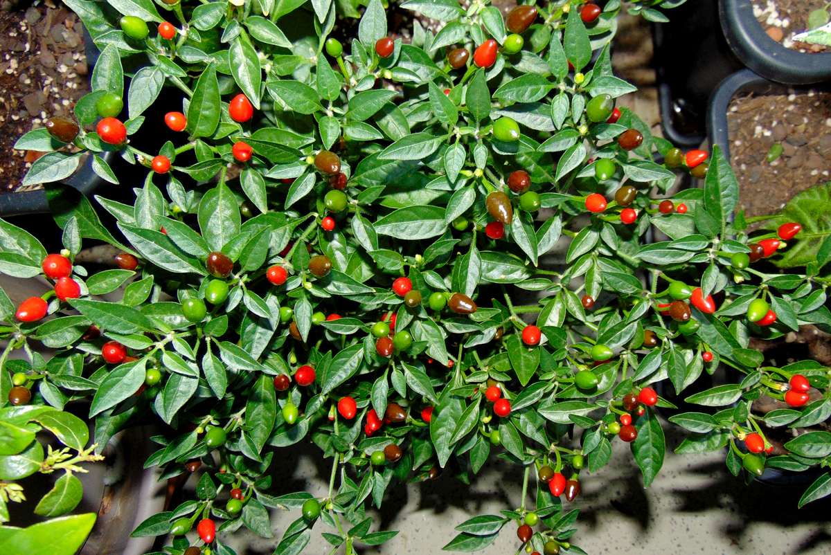 07082022_BEB-red_berries.jpg