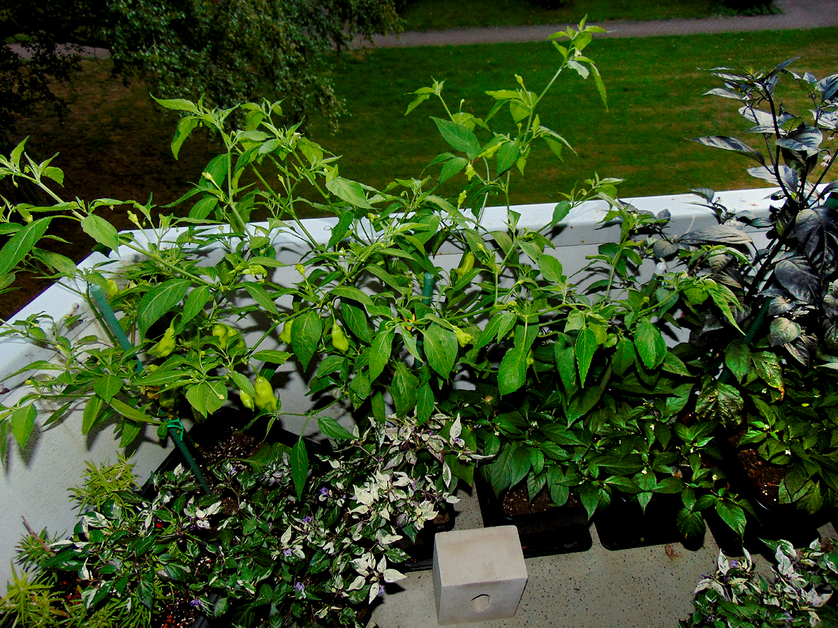 07082022_Chilibalkon_links.jpg