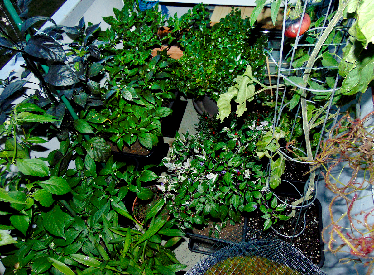 07082022_Chilibalkon_rechts.jpg