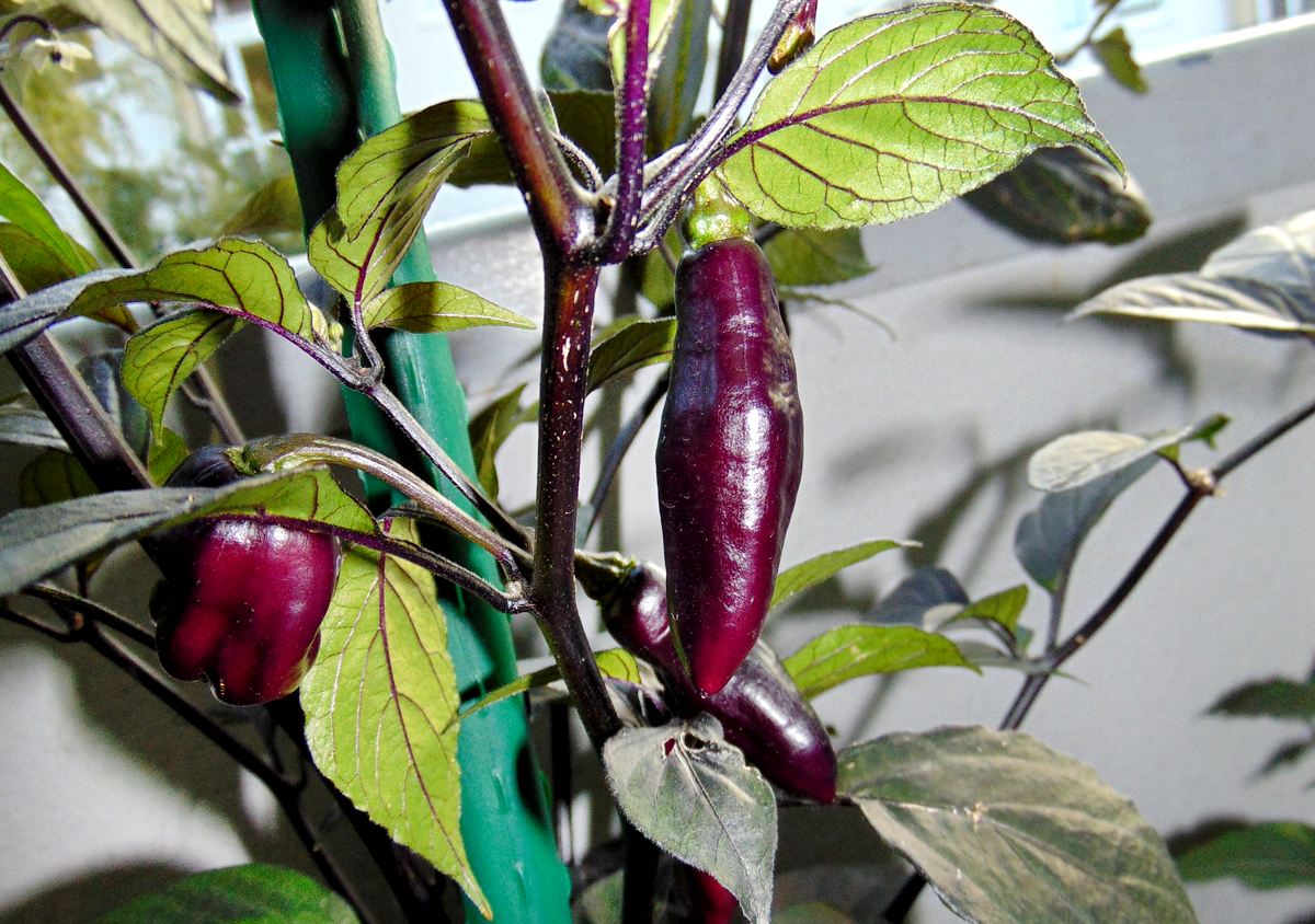 07082022_PdN_II-ripe_fruits.jpg