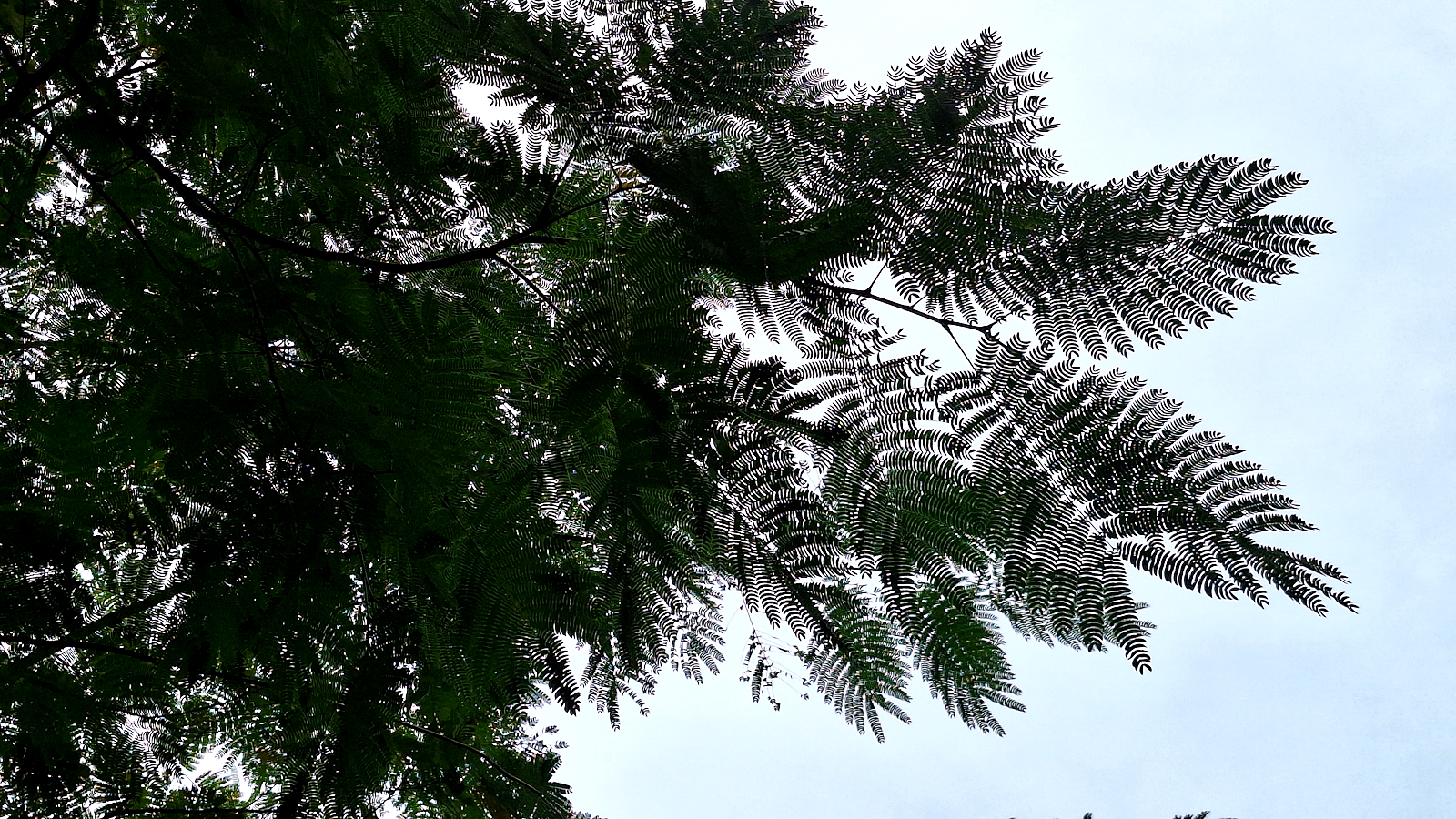 072B_Arboretum-NK_Fiederblaetter.jpg