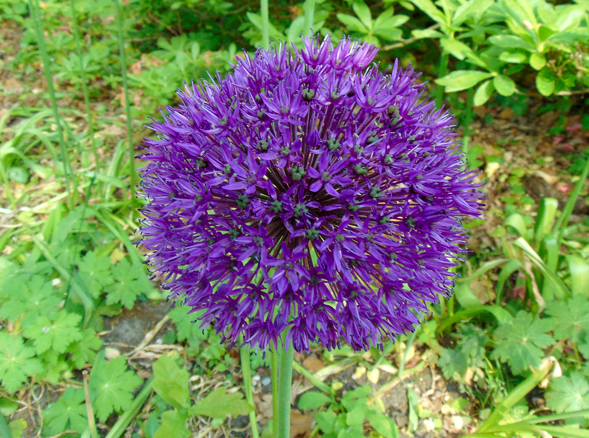 077b-Zierlauch_Purple_Ball.jpg