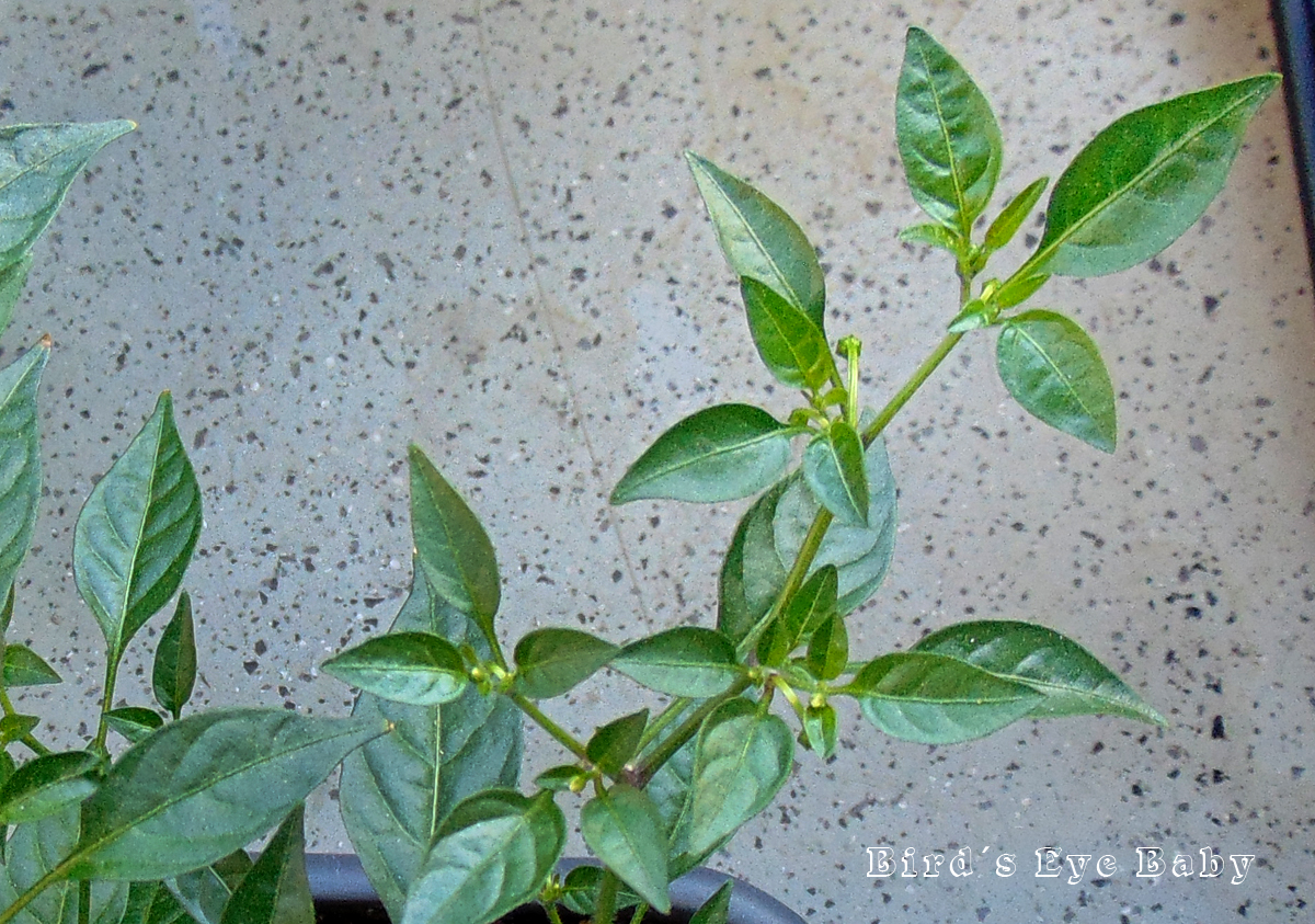 08052022_BEB-twig.jpg