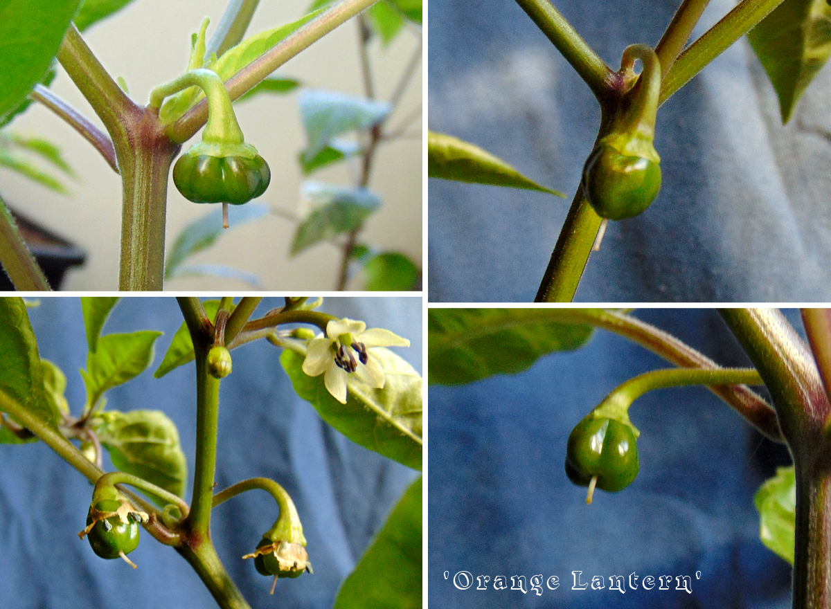 08052022_OL-suspect_berries.jpg
