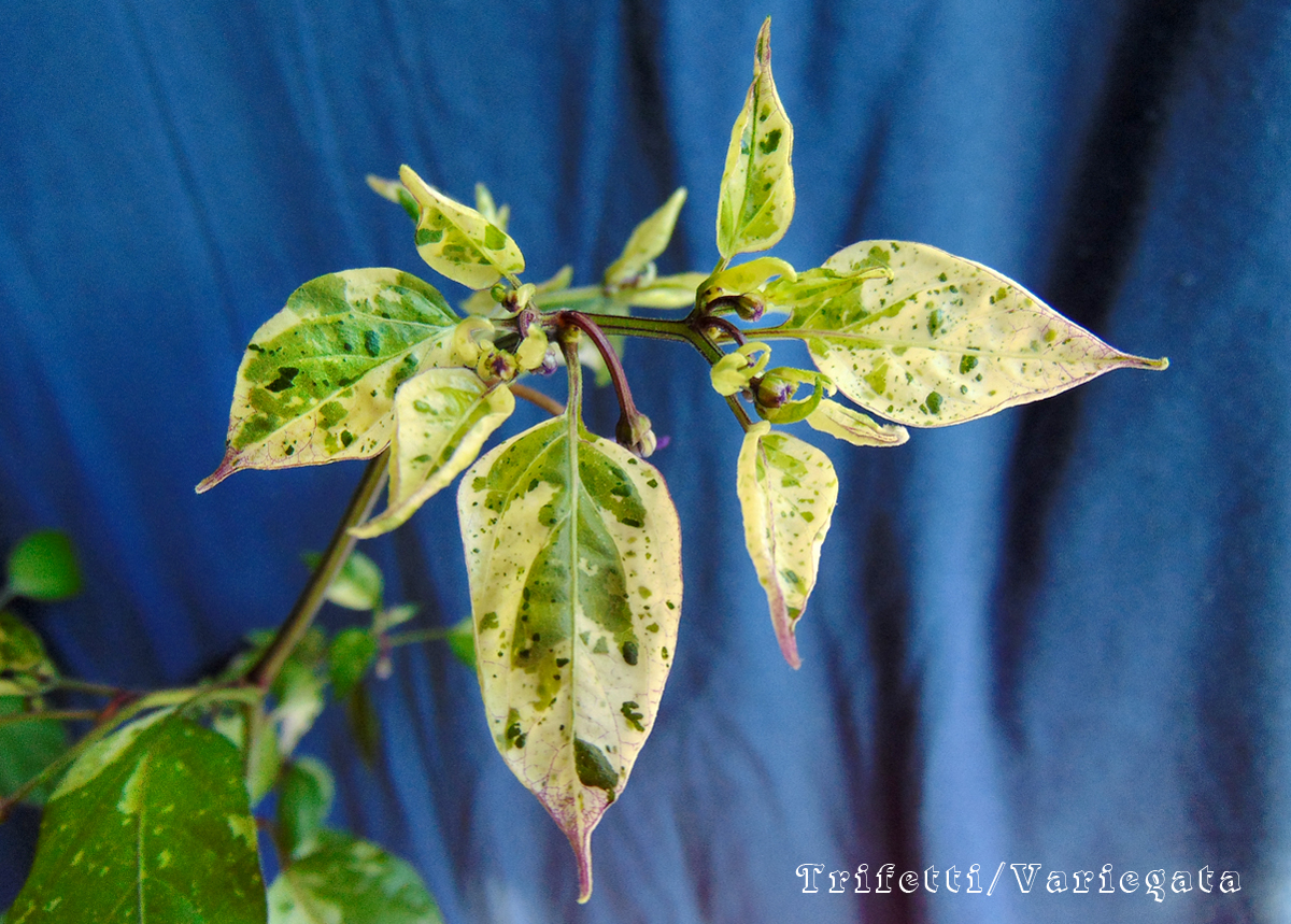 08052022_Trifetti_II-close-leaves.jpg