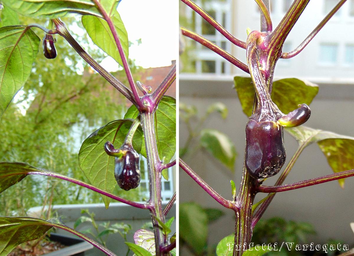 08052022_Trifetti_IV-berry-attach.jpg