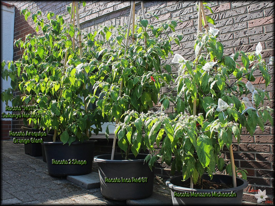 0_Rocotoecke_23072018.JPG