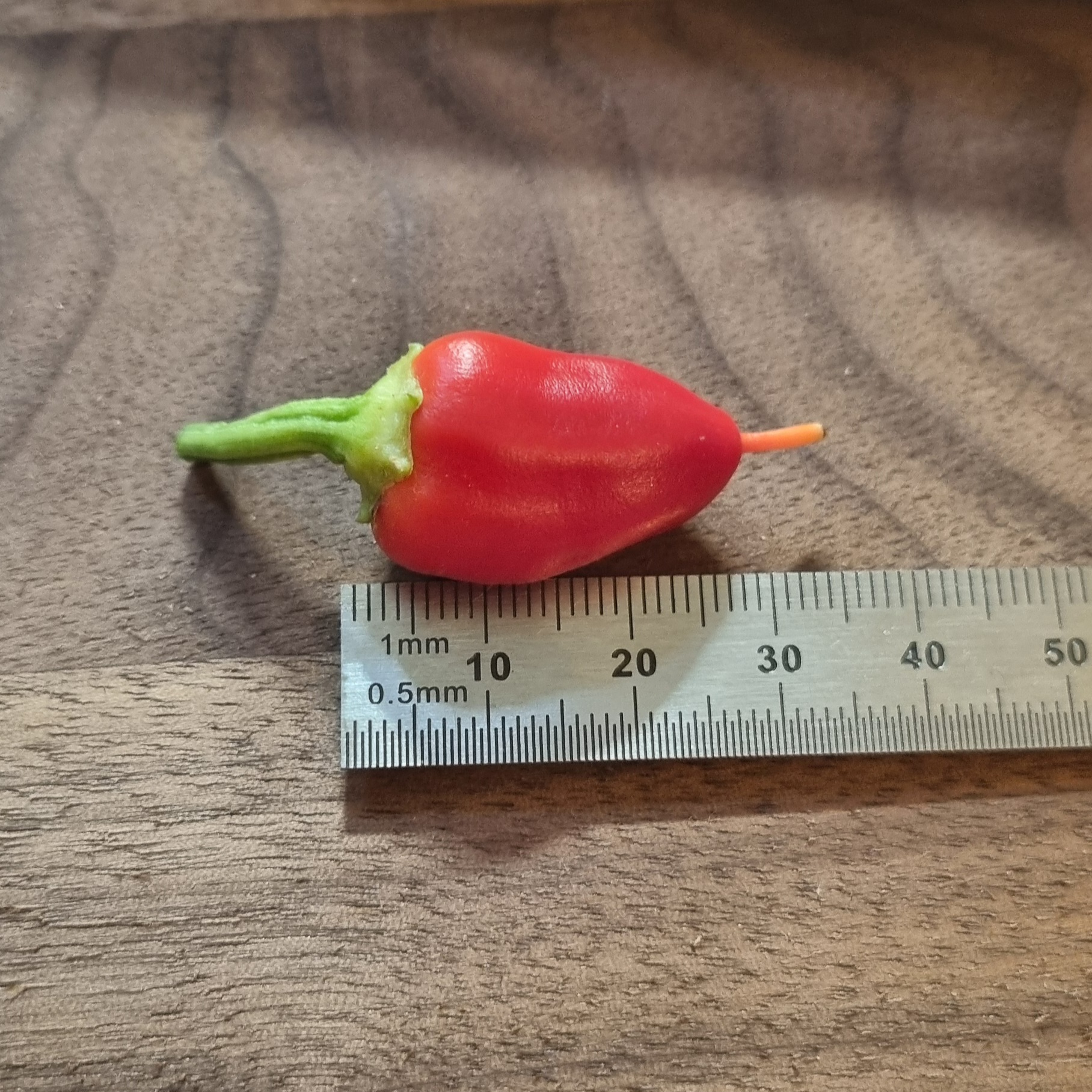 1000041162.jpg