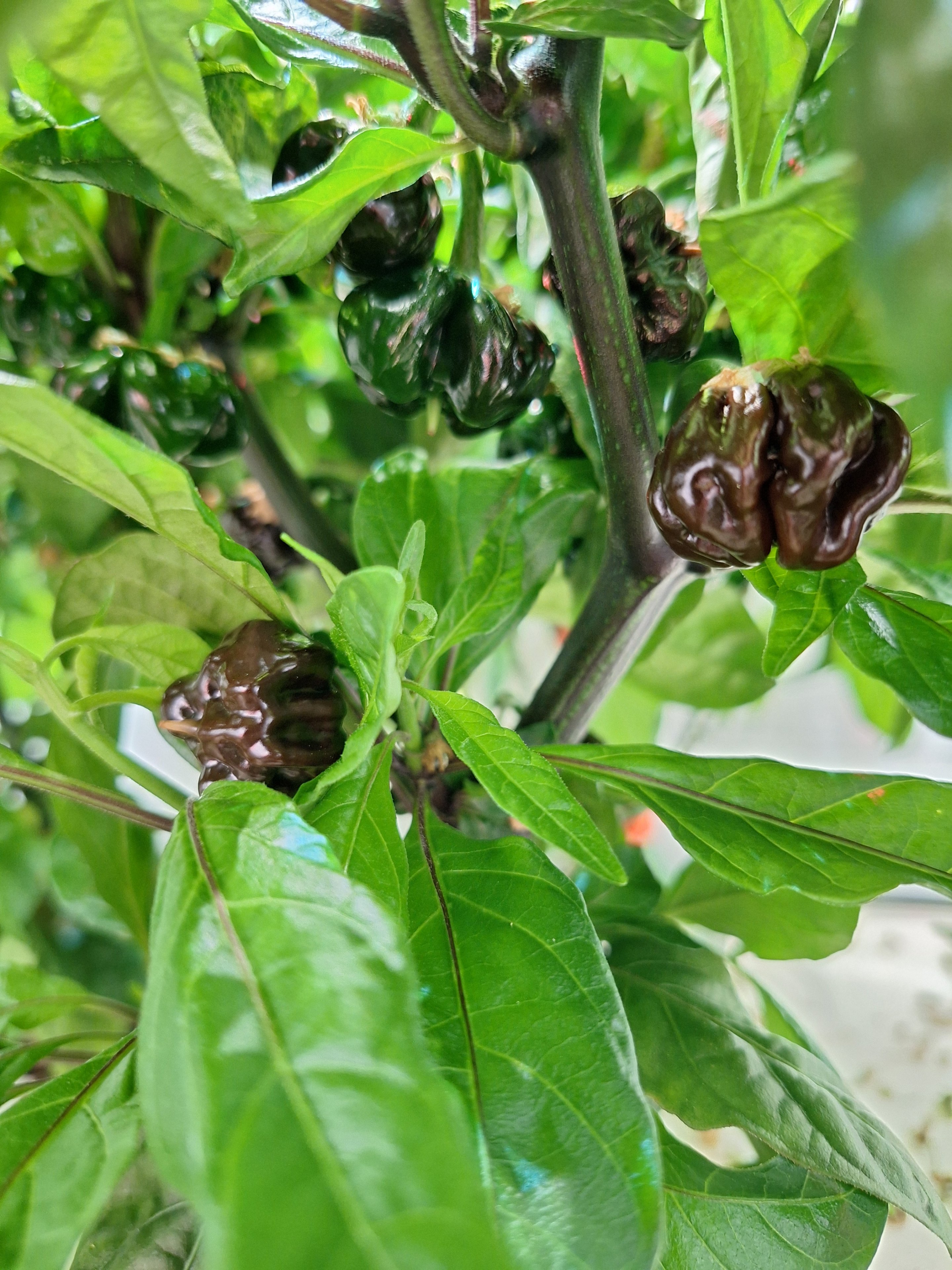 1000043538.jpg