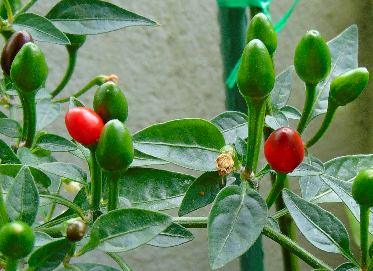 10072022_BEB-red_fruits-1.jpg