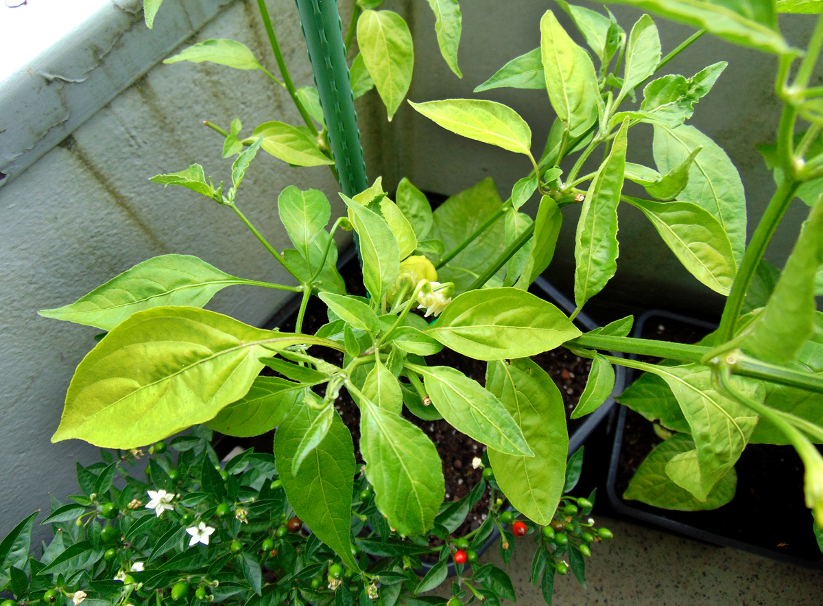 10072022_DL_I-yellow_leaves.jpg