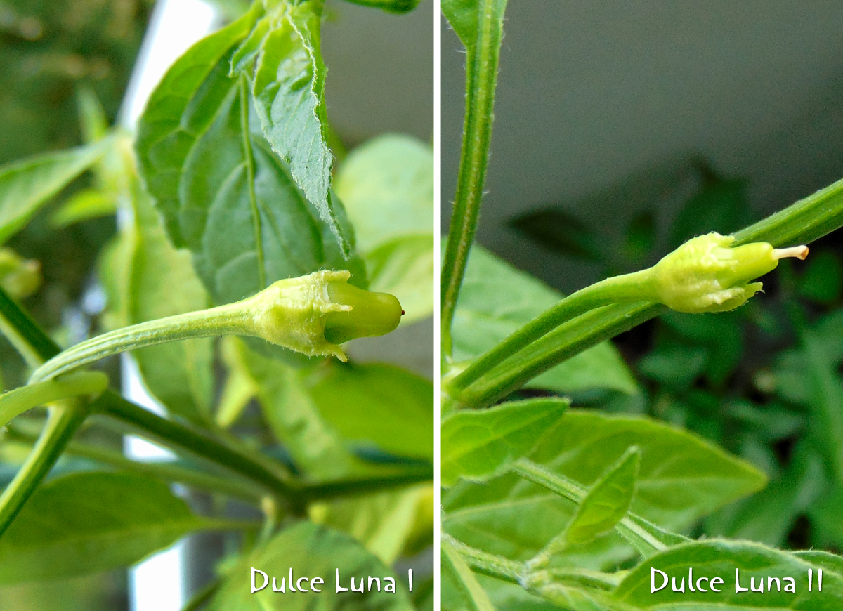 10072022_DL_new_fruits-duo.jpg