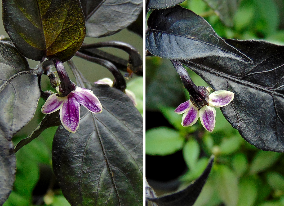 10072022_PdN_dark-flower_double.jpg