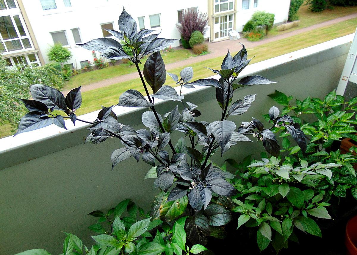 10072022_PdN_II-total.jpg