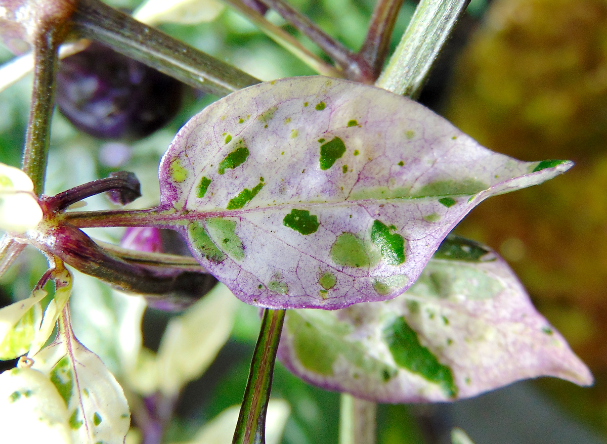 10072022_TV_II-leaf-macro-2.jpg