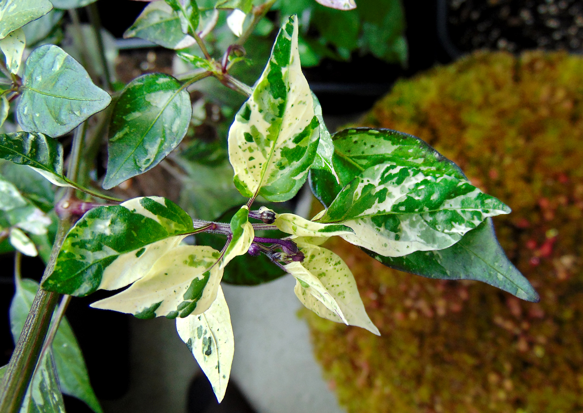 10072022_TV_II-leaf-macro-4.jpg
