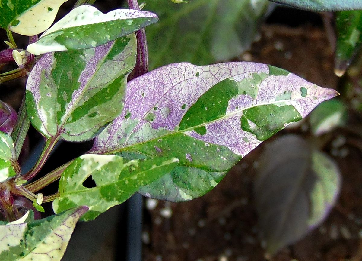 10072022_TV_II-leaf-macro.jpg