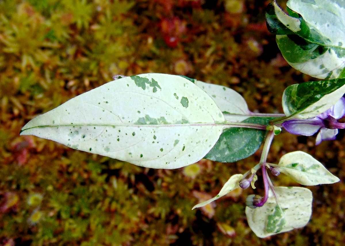 10072022_TV_IV-white-leaf.jpg
