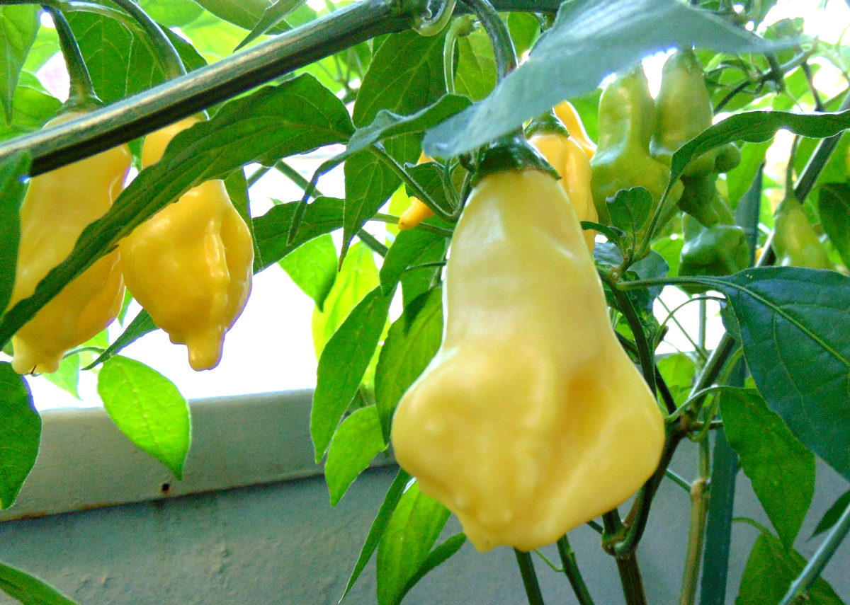 11092022_DL_I-fruit.jpg